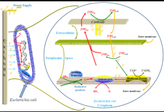 澳门银河赌场_澳门银河网址_澳门银河网站_微生物电合成研究取得进展