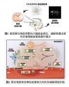 澳门银河赌场_澳门银河网址_澳门银河网站_并减小了脑部的梗死灶面积